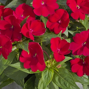 SunPatiens Compact Fire Red